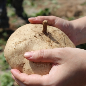 혜원천마농장,히카마(JICAMA) 얌빈(YAMBEAN) 멕시코감자 CU DAU 5kg